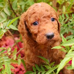 Amber - Red  female Goldendoodle puppy in Apache Junction, Arizona from Loving Doodle