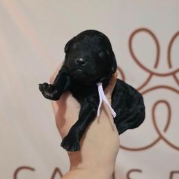 Java (pink collar) - Black female Poodle puppy in Plainfield, New Jersey from Caris Paws Poodles and Labradoodles