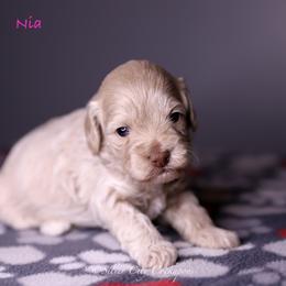 Nia - Buff female Cockapoo puppy in Canastota, New York from Silver City Cockapoos