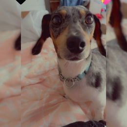 Dachshunds from Thorn Family Doxies