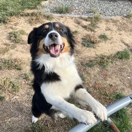 Tawny - Australian Shepherd