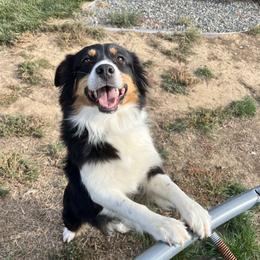 Tawny - Australian Shepherd