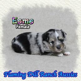 Esme - Blue merle female Toy Australian Shepherd puppy in Forestburg, Texas from Flaming Dill Ranch Aussies