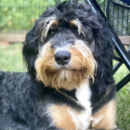 Bernedoodles and Goldendoodles from Doodle My Heart