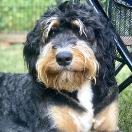 Bernedoodles and Goldendoodles from Doodle My Heart