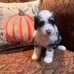Topaz - Blue merle male Bernedoodle puppy in Carmichaels, Pennsylvania from JensenBelle Doodles