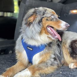 Shiloh - Australian Shepherd