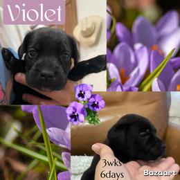 Violet - Black female Cane Corso puppy in San Isidro, Texas from MTZCC Ranch, LLC