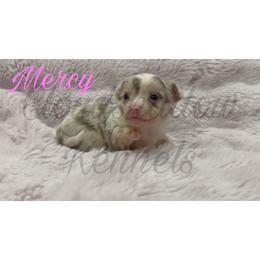 Mercy (merle tan-point) - Merle female Chihuahua puppy in Patchogue, New York from Cloudshadow Kennels