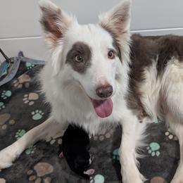 Eleanor - Lilac female Border Collie puppy in Loretto, Kentucky from Duncan's Border Collies and Corgis