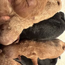 Bulma - Black female Maltipoo puppy in Weatherford, Texas from Aprishew Maltipoo