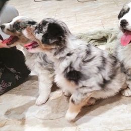 Australian Shepherd Puppies from Winsome Aussies