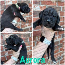 Aurora - Black female Great Dane puppy in Granbury, Texas from Anderson Blau’s Great Danes