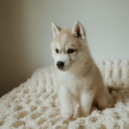 Siberian Husky Puppies from Polaire Siberians