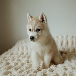 Siberian Husky Puppies from Polaire Siberians