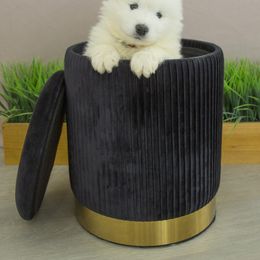 Samoyed Puppies from Desert Snow Samoyeds