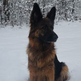 Helena - German Shepherd