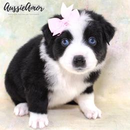 Black Bi 2 Blue eyes - Black & white female Miniature Australian Shepherd puppy in Pinehurst, Texas from Aussie Amor