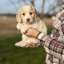 Girl 1 - Tri-color female Australian Labradoodle puppy in Waco, Texas from RainPuddle's Labradoodles