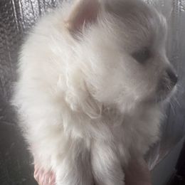 Winter - White male Pomeranian puppy in Cobb, California from Cobb Mountain Shih Tzus, Paragon Pomeranians