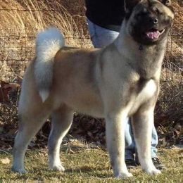 Akita All Grown Up from Komai Akitas