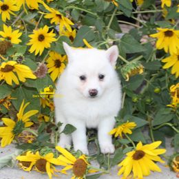 Autumn - White female Pomsky puppy in Stockton, Utah from Mischa Nelson