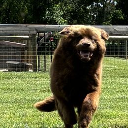Newfoundlands from Bourbon Water Newfoundlands