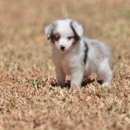 Dashi - Blue merle male Toy Australian Shepherd puppy in Georgetown, Texas from Minikin Manor