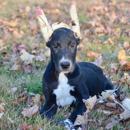 Cropped. Female D4 - Black and white female Great Dane puppy in Golconda, Illinois from Breken Great Danes