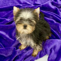 Annie - Black and tan female Yorkshire Terrier puppy in Sandy Hook, Kentucky from The Royal Yorkie Den LLC