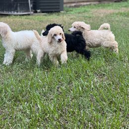 Poodle Puppies from Honeycutt Akc Standard Poodles