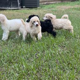 Poodle Puppies from Honeycutt Akc Standard Poodles