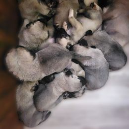 Boy 7 - Fawn male Kangal puppy in Anderson, California from VSH Kangal Dogs