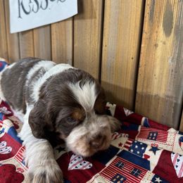 English Springer Spaniel Puppies from Crafts Springer Love