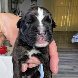 Curtis - Brindle male Boxer puppy in Springfield, Missouri from ReMa Boxers