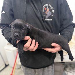 Black callor - Black male Cane Corso puppy in Morgan Hill, California from Corso Empire