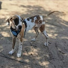 Apollo Fawn Harlequin Male - Harlequin male Great Dane puppy in Cunningham, Kansas from Garden Grove Great Danes