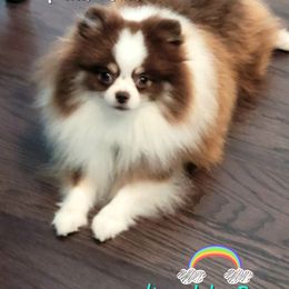 Pomeranian Puppies from Hemolele Poms