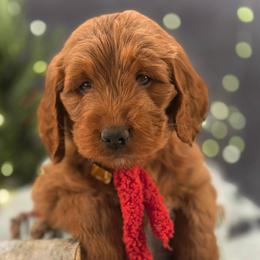 Bernedoodle, Goldendoodle, Golden Retriever, and Poodle Puppies from Red String Farmstead