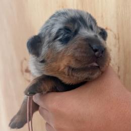Pink collar female - Harlequin female Beauceron puppy in Floyd’s Knobs, Indiana from Birdwing Beaucerons