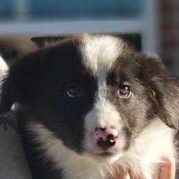 Border Collie Puppies from Bond Border Collies