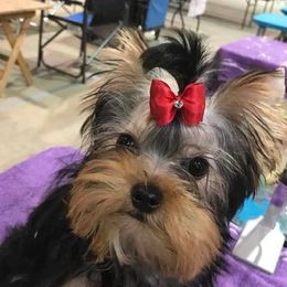 Yorkshire Terriers from Needmore Yorkies