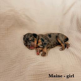 Maine - Merle female Goldendoodle puppy in Yukon, Oklahoma from Bows and Ties Doodles, LLC