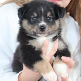 Rick - Black tri male Miniature Australian Shepherd puppy in Goliad, Texas from Sassy Lil Aussies and Diamond W Poodles