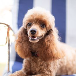 Maddie - Poodle