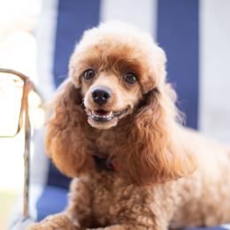 Maddie - Poodle