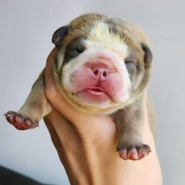 Bulldog Puppies from Badger Canyon bulldogs