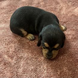 Black n tan girl 2 - Black and tan female Dachshund puppy in Saint Jo, Texas from Reeves Dashing-Hounds