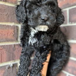 Cockapoo Puppies from M&M Cockapoos of Iowa