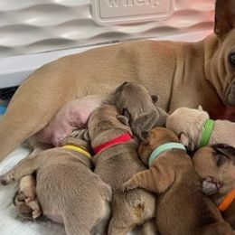 French Bulldogs from Lopez Frenchies